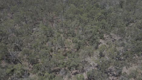 Arid-Forest-On-Summer-Near-Boyne-River-In-Benaraby-Town,-Far-North-Queensland,-Australia