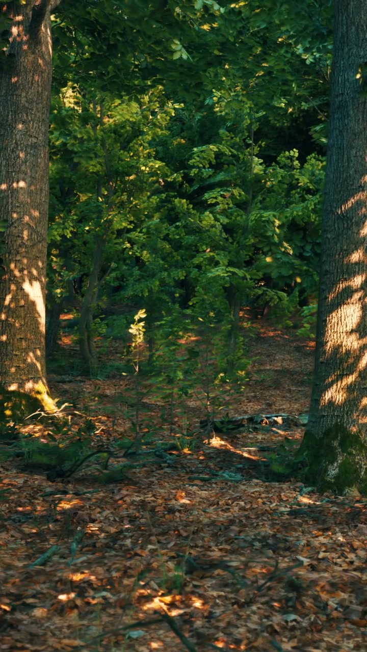 Sentiero nel bosco con alberi verdi di giorno a fine estate.