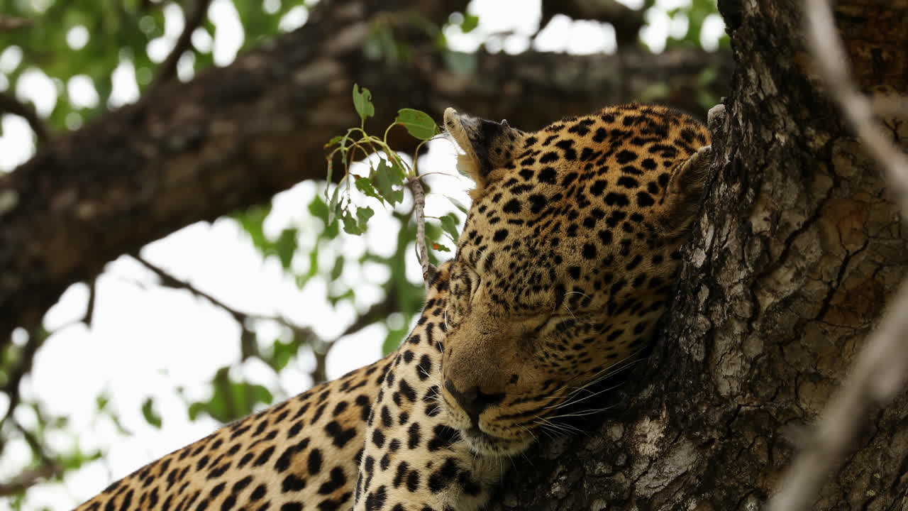 leopardo durmiendo en un árbol