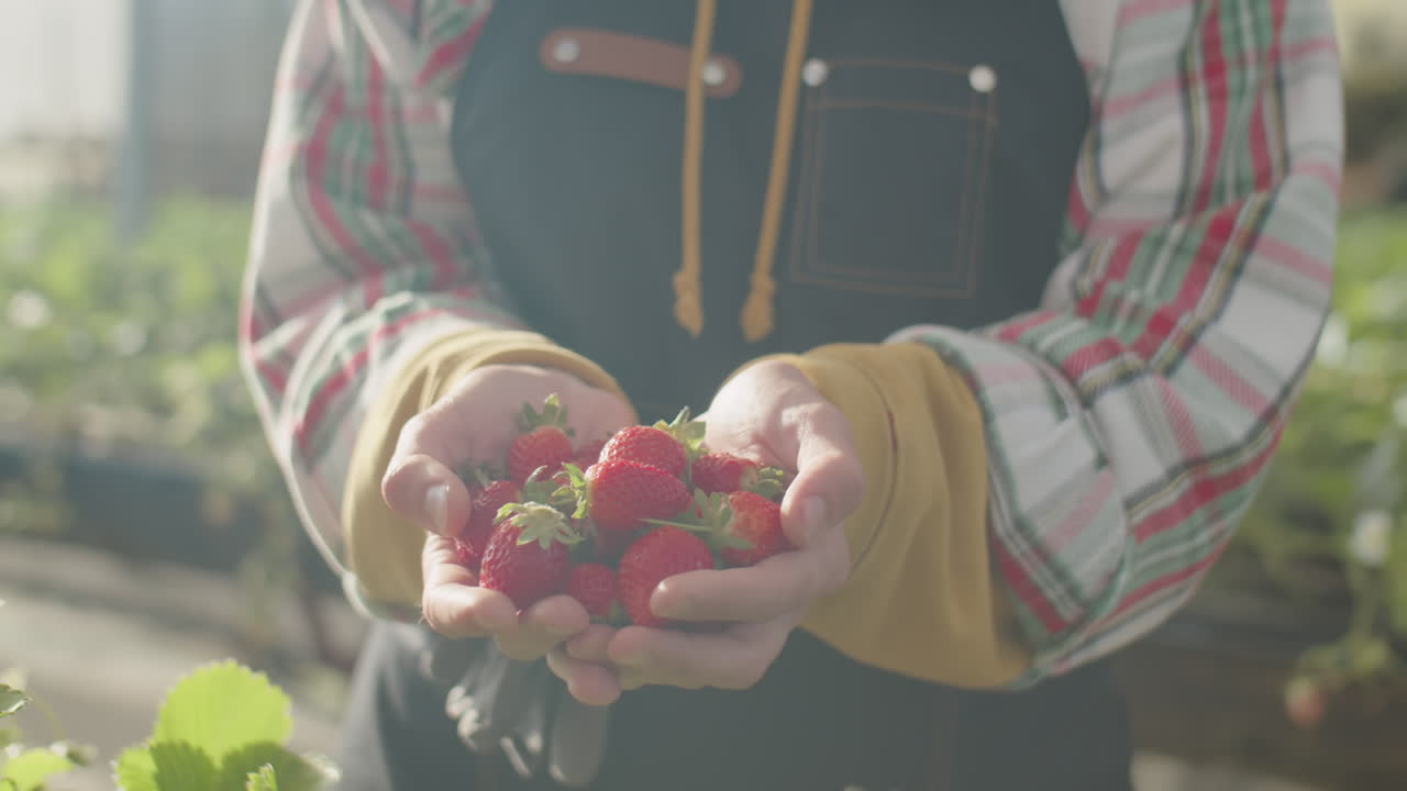 Woman Holding Handful of Ripe Strawberry