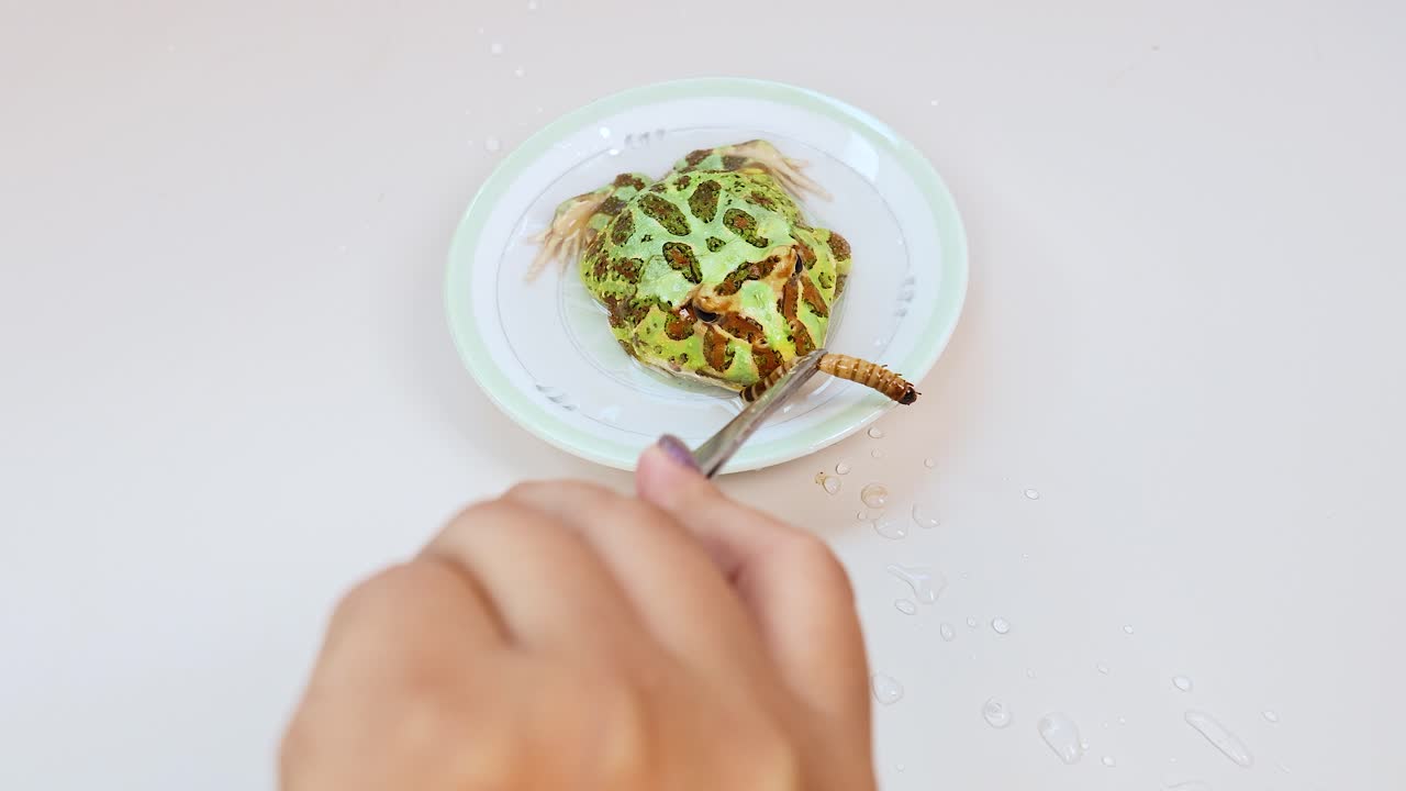 A horned frog consumes a worm on a white plate, captured in a bright, close-up setting