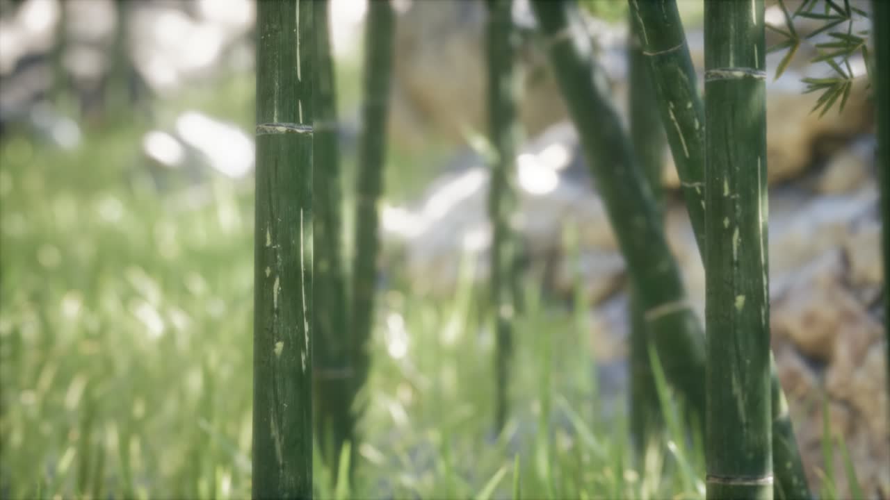 fondo de bosque de árboles de bambú verdes