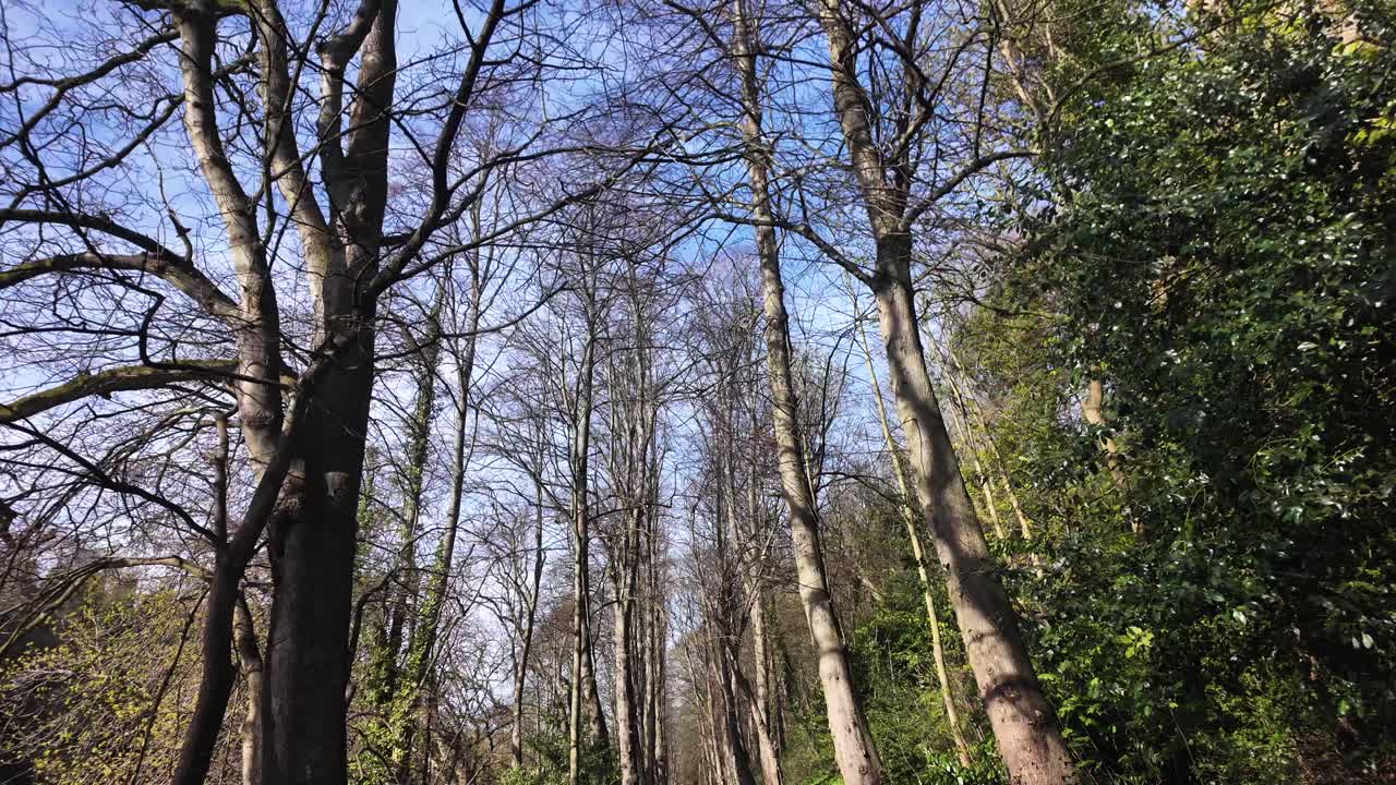 POV walking through a serene spring forest with bare branches reaching towards a clear blue sky