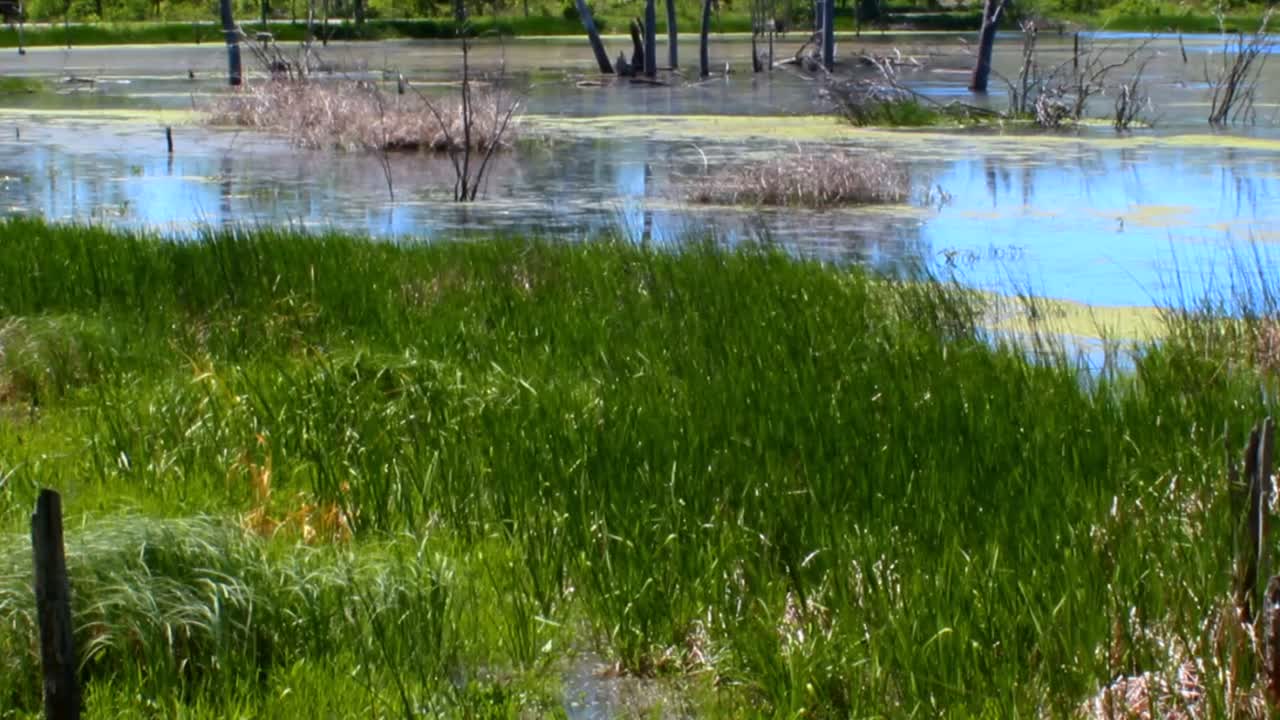 Tilt up reveal shot over marsh grass and still water with tree remains at Indiana Dunes National Park, USA