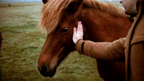 young traveling man stroking icelandic horse grazing on the field. male enjoying beautiful landscape and animals on farm