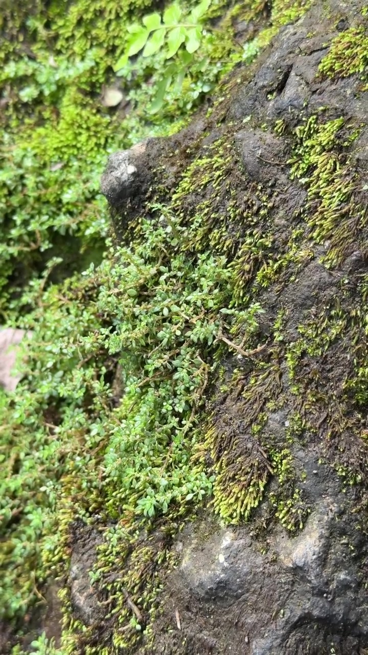 Primo piano di muschio verde che cresce su una superficie rocciosa ruvida