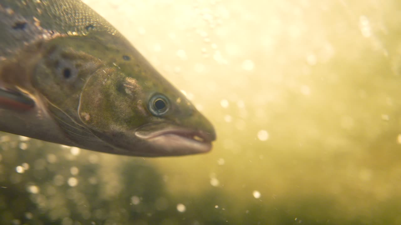Trout glides gracefully beneath the surface, surrounded by sparkling golden water particles in a clear river. Sunlight filters through the water, creating a serene atmosphere