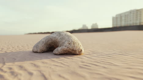 old white coral on sand beach