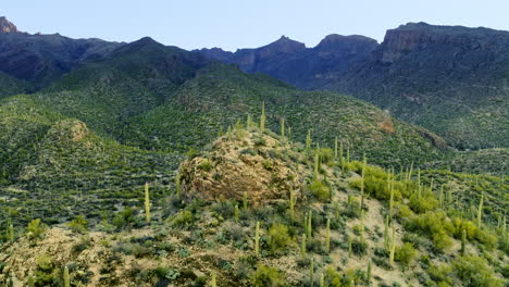 Erstaunliche-Drohnenaufnahmen,-Die-In-Der-Sonora-Wüste-Auf-Saguaro-Kakteen-Zufliegen