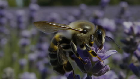 close-up of a bee on a lavender flower