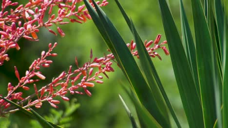 Pink-Flowers-And-Green-Plant-Together