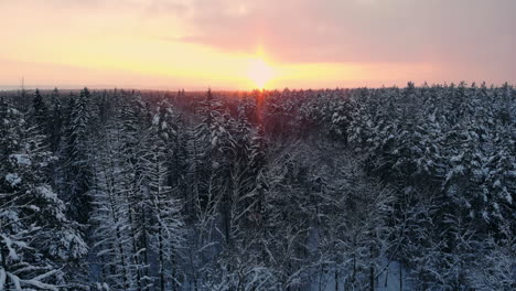 Luftbild-Eines-Winterwaldes.-Beim-Flug-über-Die-Verschneiten-Wälder-Geht-Die-Sonne-Orange-über-Den-Weißen-Bäumen-Unter.-Frostiger-Morgen.-Winterlandschaft