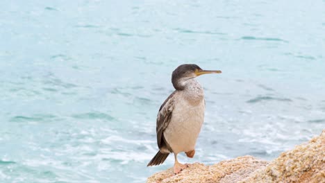 close-up view of a european cormorant perched on a rock by the sea resting