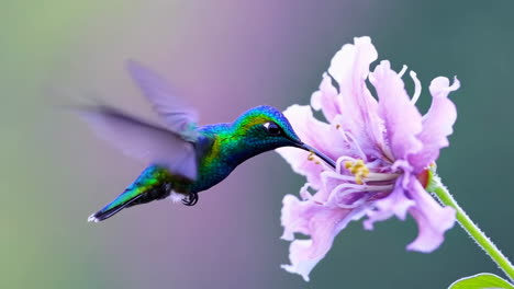 close-up of a hummingbird hovering near a pink flower