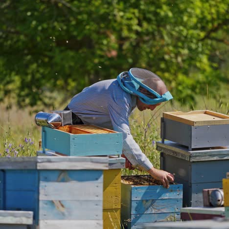 apiculturist on a bee farm. professional beekeeper takes frame full of bees out from the beehive in summer. wooden hives on nature background.