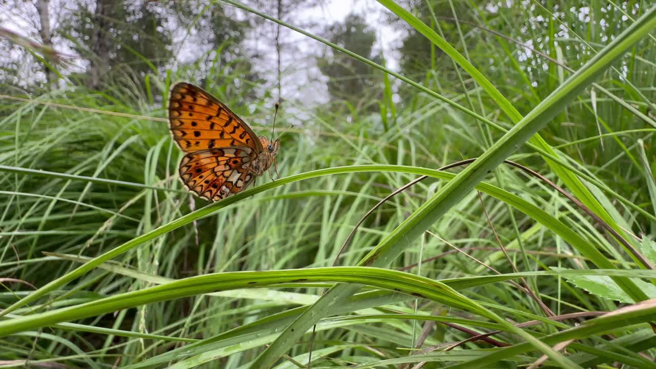 Small pearl-bordered fritillary (Boloria selene) butterfly flapping wings on a blade of grass, Saaremaa, Estonia
