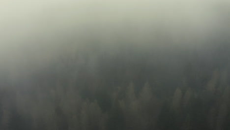 drone shot of a pine forest in the fog