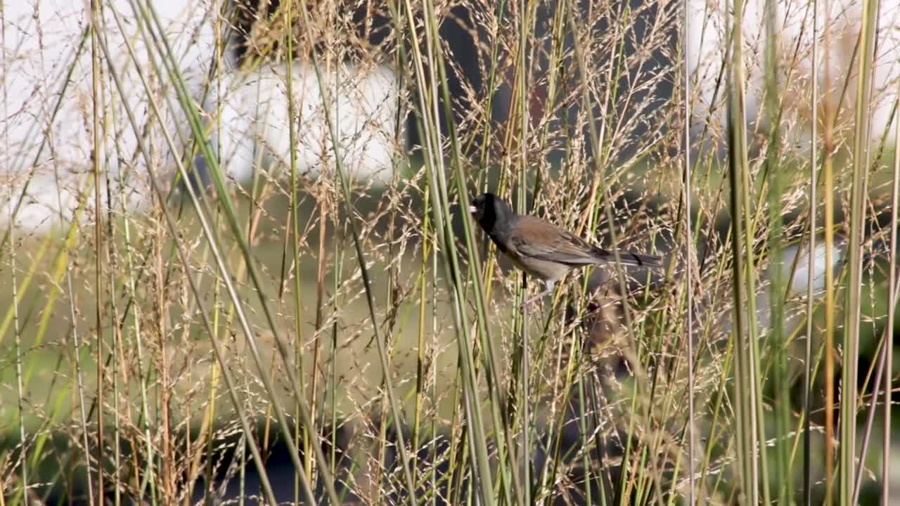 pájaro junco de ojos oscuros posado en la hierba alta en el campo de trigo - tiro medio