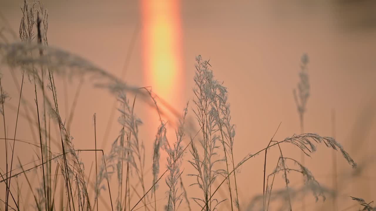 해가 지는 동안 강 에 있는 파스 잔디, 은 세부사항, 식물과 함께 촬영된 오렌지색 자연, 강과 해가 지면, 네팔의 치트완 국립공원에서 물에서 반사되는 태양