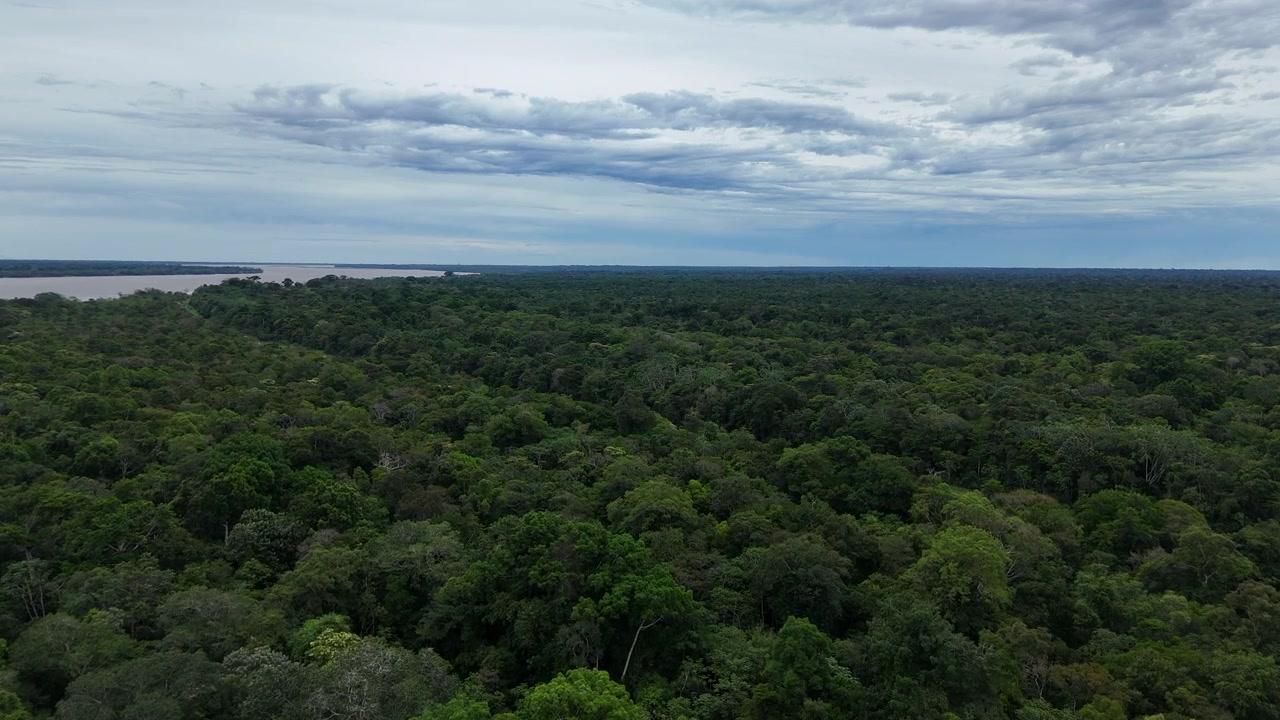 The dense Amazon jungle stretching to the horizon under a cloudy sky. Suitable for environmental documentaries and educational content.