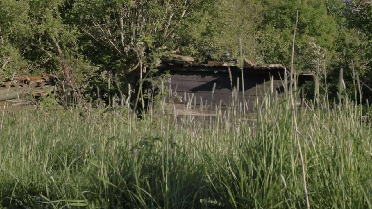 Old rickety wooden shed hidden in overgrown woodland wide panning