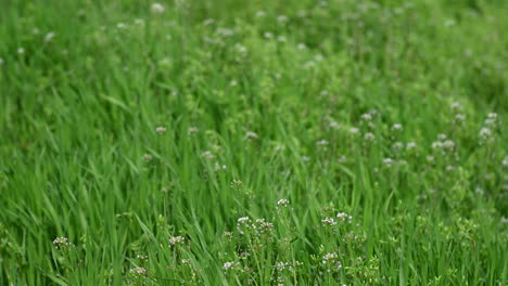 Gras-Abstrakter-Hintergrund-Frühling-Und-Wind-In-Europa