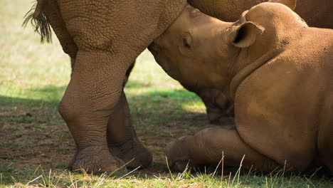 Nashorn-Im-Freien