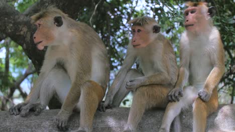 monkeys sat on wall