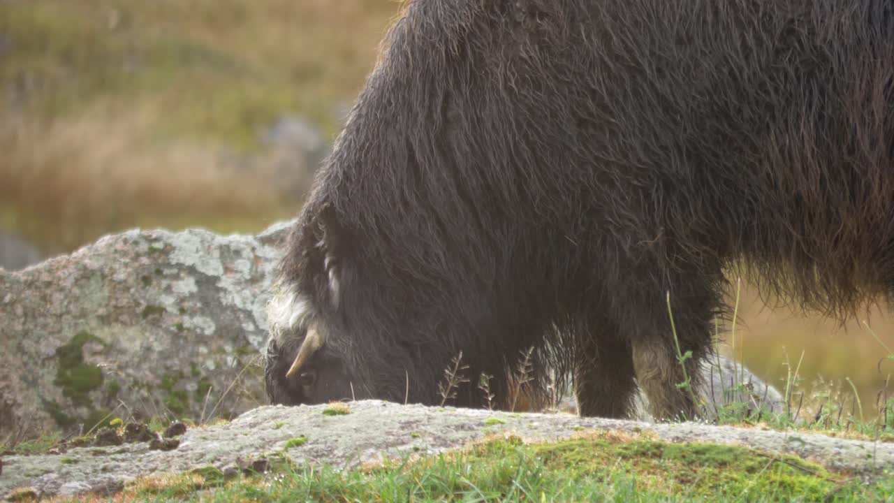 primer plano de un buey almizclero joven con piel mojada, pastando en un terreno rocoso húmedo, buscando hierba detrás de dos rocas