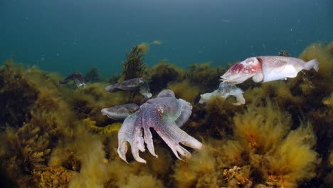 Riesige-Australische-Tintenfische-Sepia-Apama-Migration-Whyalla-Südaustralien-4k-Zeitlupe,-Paarung,-Eier-Legen,-Kämpfen,-Aggregation,-Unter-Wasser