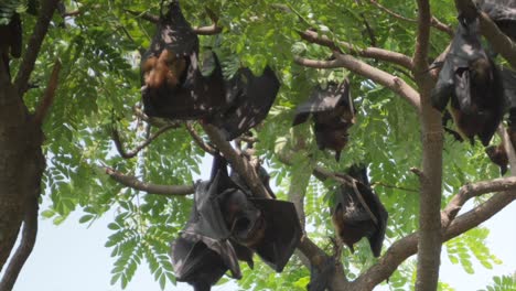 murciélagos frutales colgando de los árboles vista de cerca