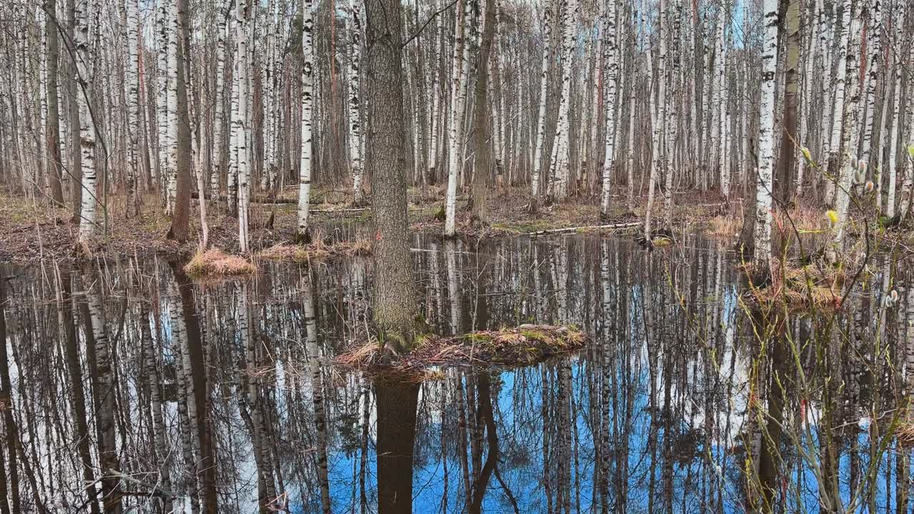 en el bosque comienza la primavera, los árboles se encuentran en el agua, un día soleado, manchas de luz y reflejo en el agua. los troncos de los árboles se reflejan en un charco, los arroyos fluyen, oculta la nieve.