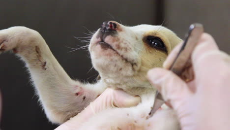 primer plano de un veterinario quitando las garrapatas de un lindo cachorro-2