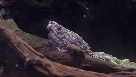 Alligator-snapping-turtle-staying-still-underwater