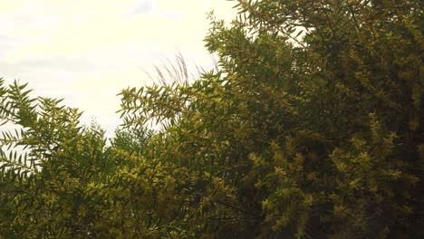 4k branches of green foliage and yellow blossoms of acacia longifolia commonly known as sallow wattle shaking on the wind in a white sky in the background, 60fps