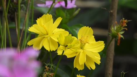 hermosas flores amarillas. oro