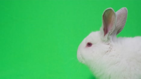 white rabbit on green screen