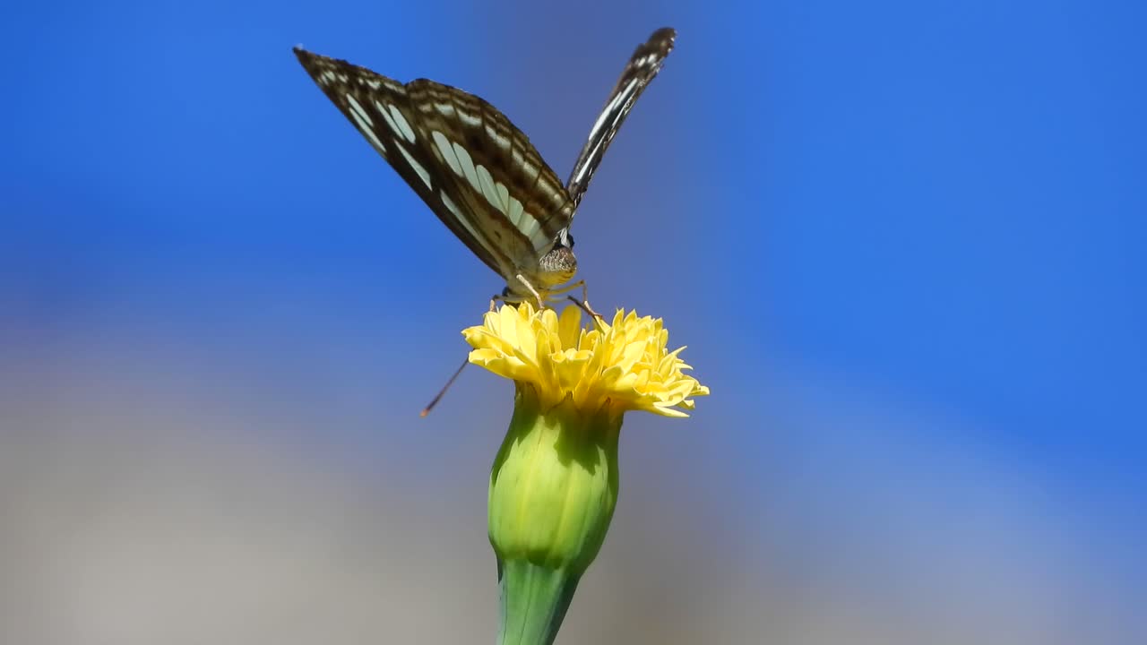 Filmato ravvicinato di farfalla