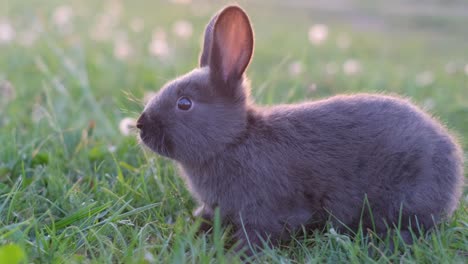 a small black rabbit is sitting in the green grass on a sunny day, the bunny is black. 4k video