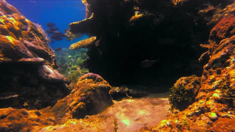 banco de peces cirujanos en ricos y hermosos arrecifes de coral con luz solar bajo el agua