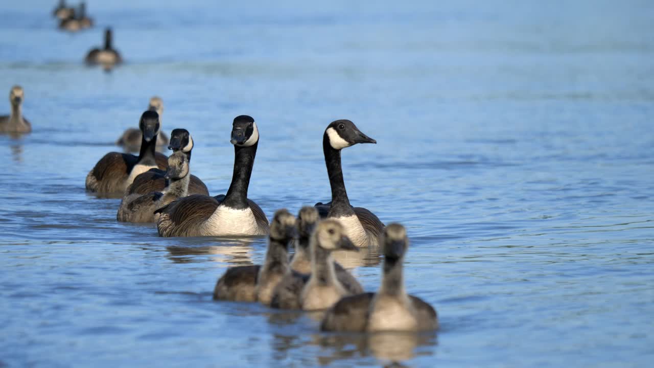 primer plano de un ganso canadiense nadando en las aguas tranquilas del río fraser
