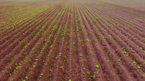 smooth side drone movement over red soil field with sprouting potatoes in latvia