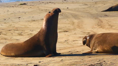 elephant seals fighting battle tight shot throwing sand