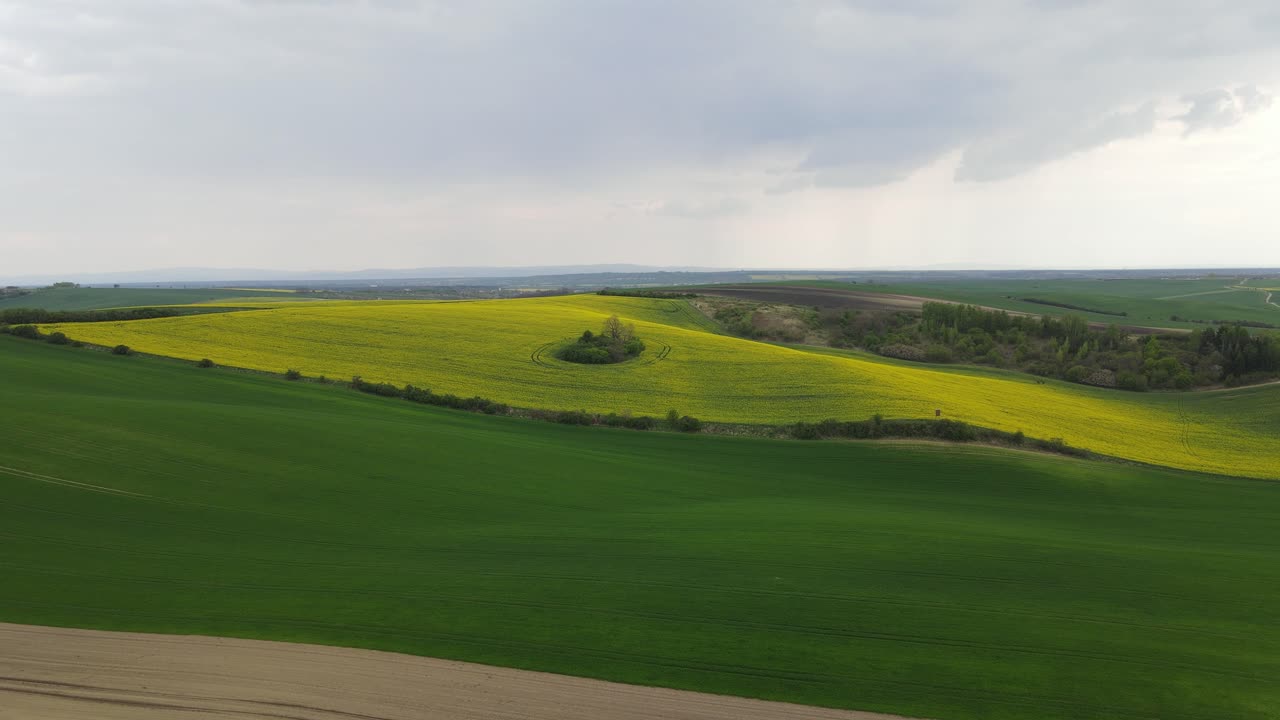 Drone footage curvy beet field oilseed rape. Tuscany