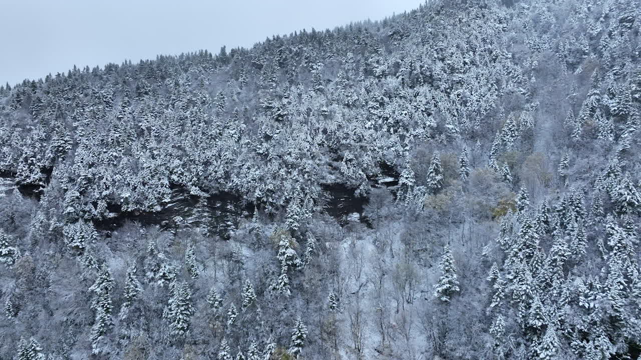Approaching the frosty pine tree forest covering the mountain. Snowy winter backdrop.