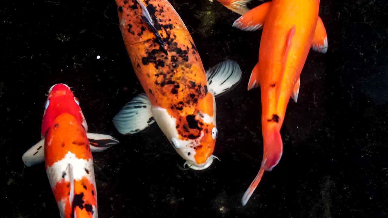 peces koi multicolores nadando con gracia en el agua de un jardín, peces koi coloridos en el estanque con suelo de color oscuro moviéndose alrededor