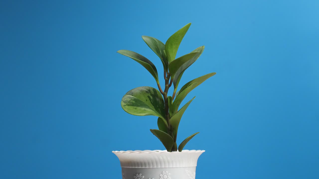 파란 스크린 배경에 자신을 중심으로 회전하는 고무 공장