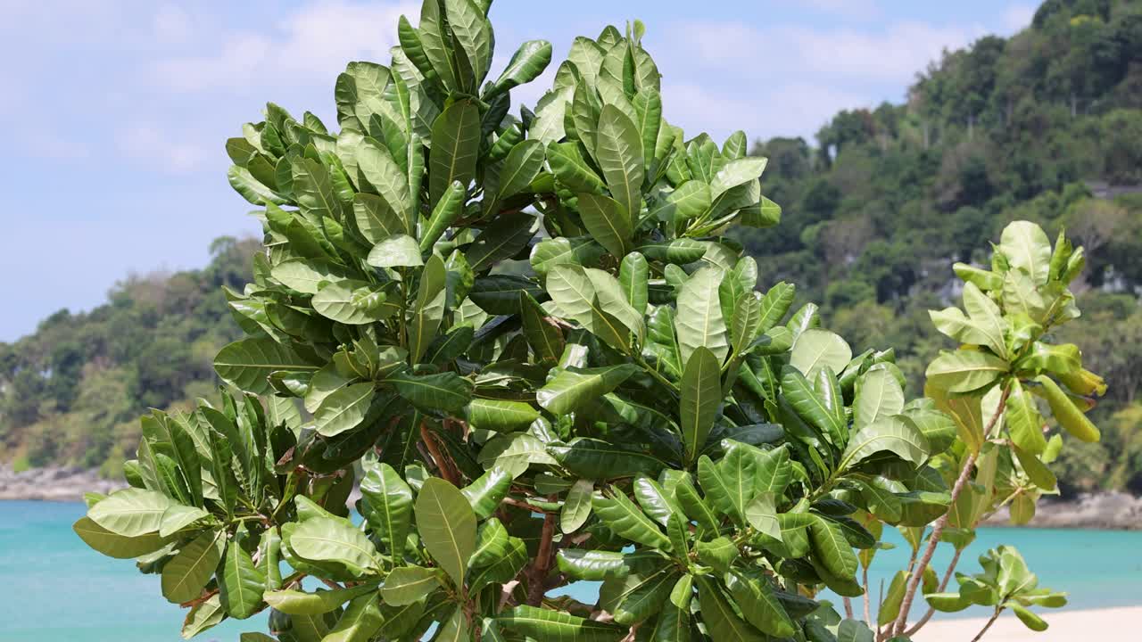 hojas verdes exuberantes se balancean en la brisa contra un telón de fondo de aguas turquesas y colinas lejanas en phuket, tailandia