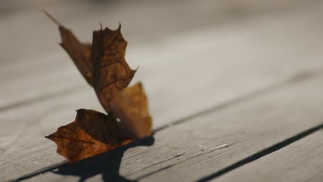 single fall leaf stuck between wood