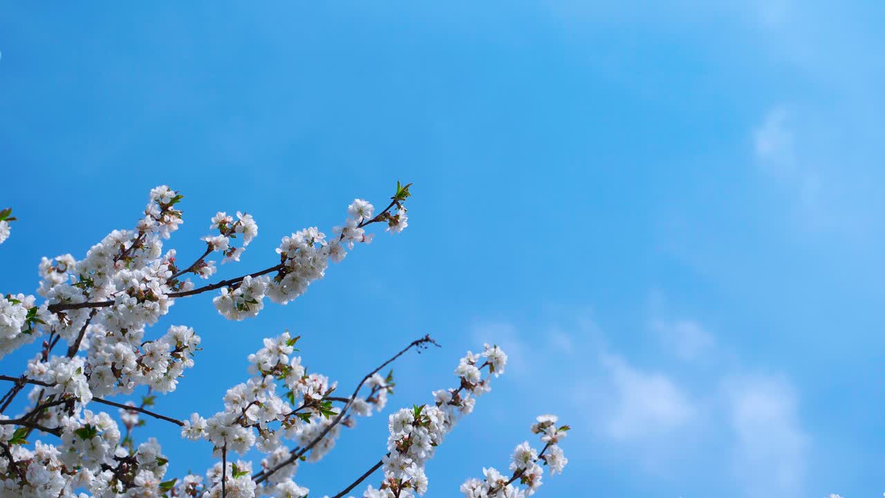 Blooming branches against blue sky. Beautiful white flowers of a fruit tree swaying in the wind in a bright spring day. Copy space